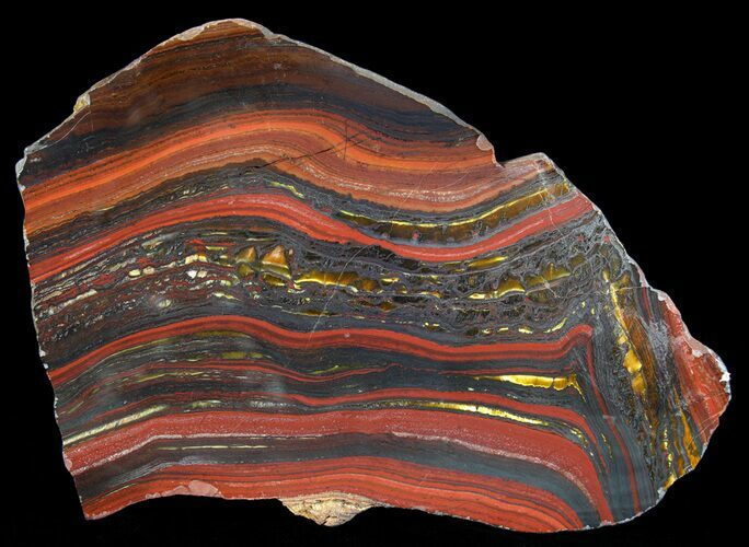 Polished Tiger Iron Stromatolite - ( Billion Years) #63999